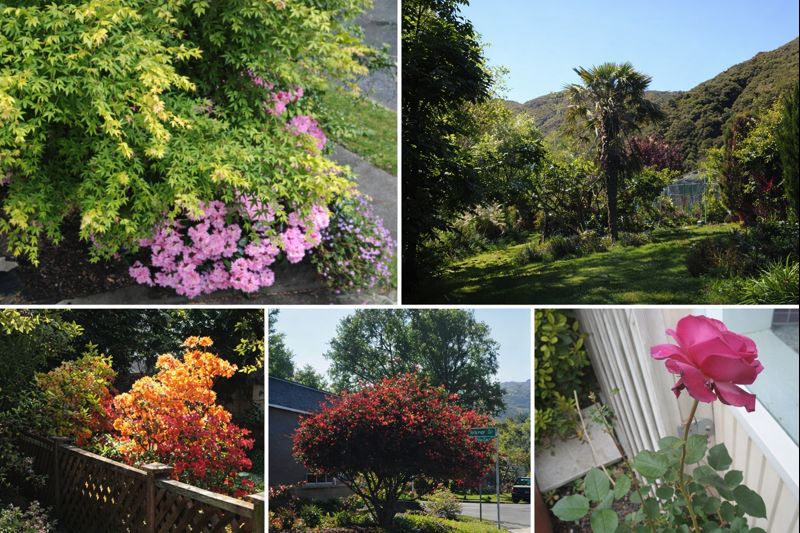 Lucky NZ Immigration Team